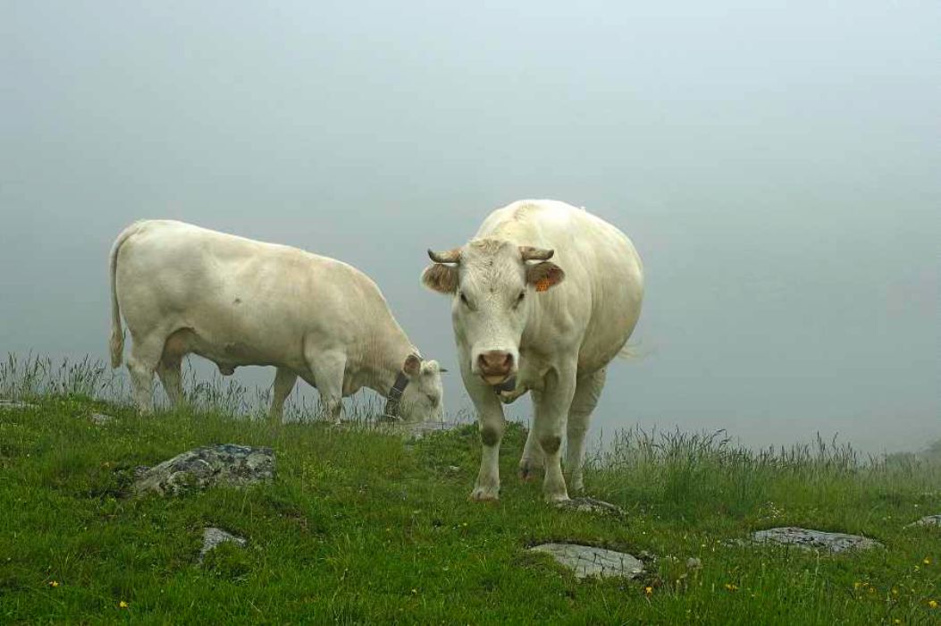 Nom de l'image : D2026787-1_(c)Norbert-JUNG — Description :